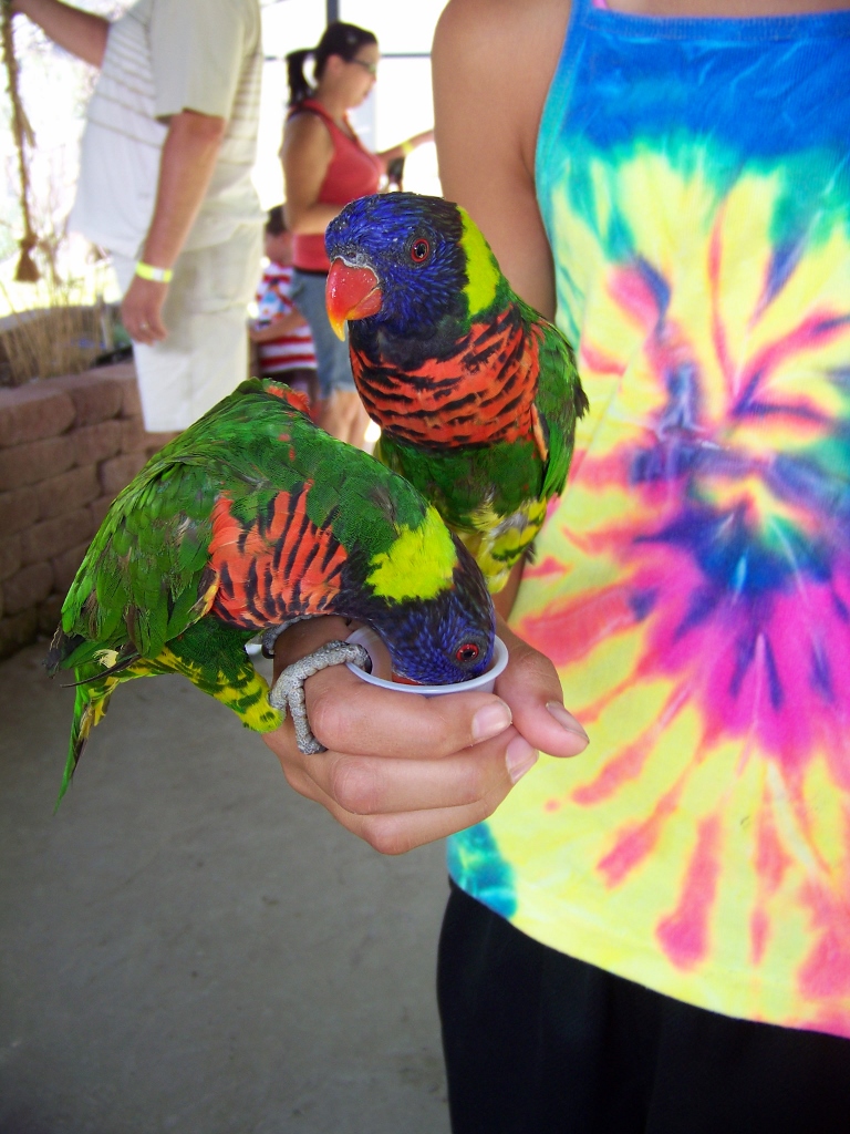 parot